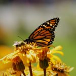 漫蛙manwa2官网版 漫画 pibqz0h